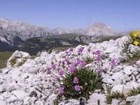 Armeria alpina 9, Saxifraga-Luuk Vermeer