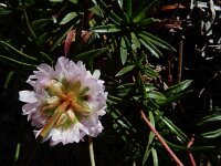 Armeria cantabrica 6, Saxifraga-Ed Stikvoort : Espinama - Fuente Dé - Regugio de Aliva s9900