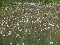 Armeria macrophylla