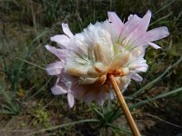 Armeria macrophylla 2, Saxifraga-Ed Stikvoort