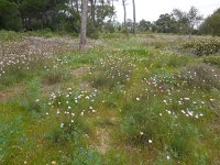 Armeria macrophylla 4, Saxifraga-Ed Stikvoort