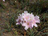 Armeria macrophylla 6, Saxifraga-Ed Stikvoort