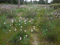 Armeria macrophylla 7, Saxifraga-Ed Stikvoort