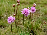 Armeria maritima,Thrift