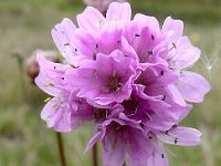 Aremeria maritima var halleri 83, Saxifraga-Hans Grotenhuis