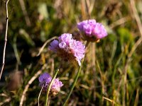 Armeria maritima 71, Engels gras, Saxifraga-Bart Vastenhouw