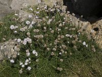 Armeria maritima 73, Engels gras, Saxifraga-Willem van Kruijsbergen