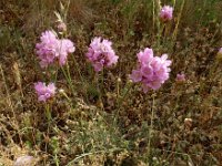 Armeria maritima subsp. bottendorfensis 78, Saxifraga-Ed Stikvoort