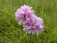 Armeria maritima subsp. bottendorfensis 79, Saxifraga-Ed Stikvoort