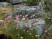 Armeria sampaioi