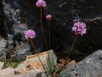 Armeria sampaioi 10, Saxifraga-Ed Stikvoort