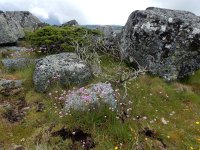 Armeria sampaioi 11, Saxifraga-Ed Stikvoort