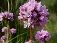 Armeria sampaioi 2, Saxifraga-Ed Stikvoort