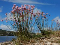 Armeria sampaioi 3, Saxifraga-Ed Stikvoort