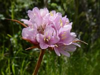 Armeria sampaioi 5, Saxifraga-Ed Stikvoort