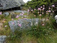 Armeria sampaioi 6, Saxifraga-Ed Stikvoort