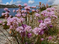 Armeria sampaioi 7, Saxifraga-Ed Stikvoort