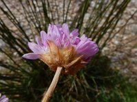 Armeria sampaioi 8, Saxifraga-Ed Stikvoort