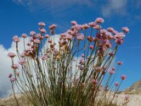 Armeria sampaioi 9, Saxifraga-Ed Stikvoort