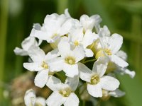 Armoracia rusticana 24, Mierikswortel, Saxifraga-Sonja Bouwman  872. Mierikswortel - Armoracia rusticana - Brassicaceae familie (i) Leiden