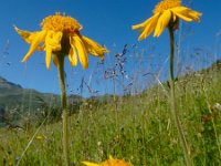 Arnica montana 58, Valkruid, Saxifraga-Ed Stikvoort