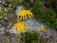 Arnica montana 63, Valkruid, Saxifraga-Ed Stikvoort