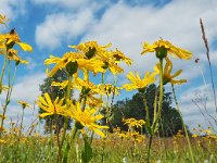 Arnica montana 65, Valkruid, Saxifraga-Mark Zekhuis