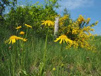 Arnica montana 68, Valkruid, Saxifraga-Mark Zekhuis