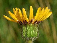 Arnica montana 70, Valkruid, Saxifraga-Sonja Bouwman  Valkruid - Arnica montana - Asteraceae familie