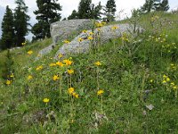 Arnica montana 75, Valkruid, Saxifraga-Luuk Vermeer