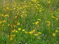 Arnica montana 79, Valkruid, Saxifraga-Hans Grotenhuis