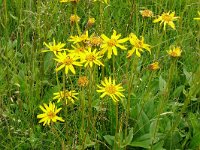 Arnica montana 80, Valkruid, Saxifraga-Hans Grotenhuis