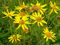 Arnica montana 81, Valkruid, Saxifraga-Hans Grotenhuis