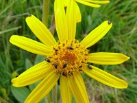 Arnica montana 82, Valkruid, Saxifraga-Hans Grotenhuis