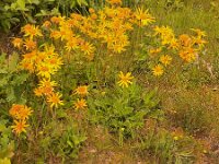 Arnica montana 87, Valkruid, Saxifraga-Peter Meininger