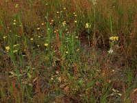 Arnoseris minima 20, Korensla, Saxifraga-Hans Boll