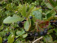 Aronia x prunifolia 10, Zwarte appelbes, Saxifraga-Ed Stikvoort
