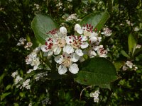 Aronia x prunifolia 11, Zwarte appelbes, Saxifraga-Ed Stikvoort