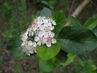 Aronia x prunifolia 12, Zwarte appelbes, Saxifraga-Rutger Barendse