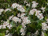 Aronia x prunifolia 4, Zwarte appelbes, Saxifraga-Ed Stikvoort