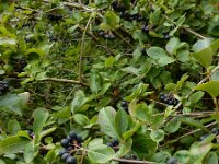 Aronia x prunifolia 5, Zwarte appelbes, Saxifraga-Ed Stikvoort