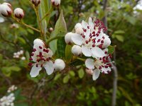 Aronia x prunifolia 7, Zwarte appelbes, Saxifraga-Ed Stikvoort