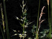 Arrhenatherum elatius 10, Gewone glanshaver, Saxifraga-Ed Stikvoort