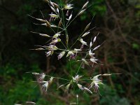 Arrhenatherum elatius 11, Gewone glanshaver, Saxifraga-Ed Stikvoort