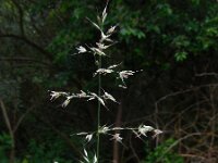 Arrhenatherum elatius 12, Gewone glanshaver, Saxifraga-Ed Stikvoort