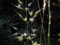 Arrhenatherum elatius 8, Gewone glanshaver, Saxifraga-Ed Stikvoort