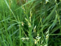 Arrhenatherum elatius 9, Gewone glanshaver, Saxifraga-Ed Stikvoort