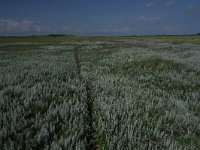 Artemisia maritima 25, Zeealsem, Saxifraga-Dirk Hilbers