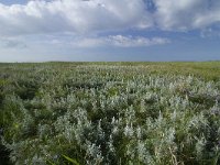 Artemisia maritima 27, Zeealsem, Saxifraga-Dirk Hilbers