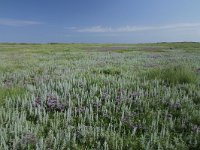 Artemisia maritima 38, Zeealsem, Saxifraga-Dirk Hilbers